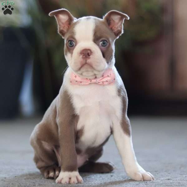 Missy, Boston Terrier Puppy